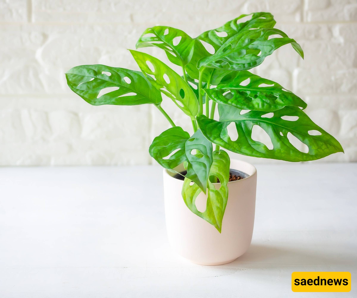plant