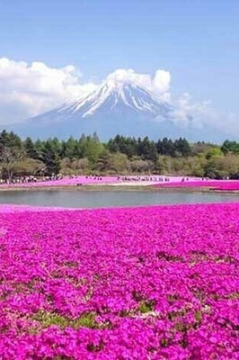 The Stunning Beauty of 6 Dreamy Flower Fields in Iran You Can Only Visit Until the End of Khordad (Mid-June) / From the Chamomile Fields Near Ardabil to Gilan’s Unrepeatable Paradise