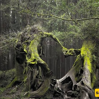 A Brief Journey into Romania’s Mysterious Hoia Forest