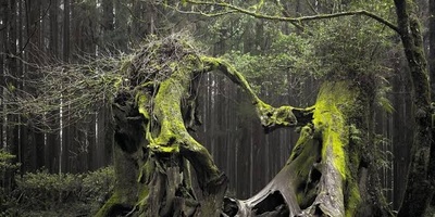 A Brief Journey into Romania’s Mysterious Hoia Forest