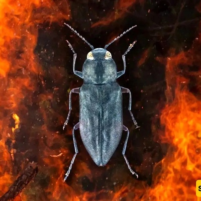 Russian Man Sets His House on Fire Because of a Cockroach