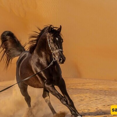 The Price of Tall Turkmen Horses in North Khorasan City