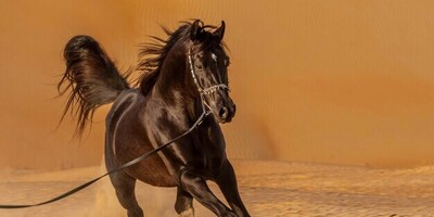 The Price of Tall Turkmen Horses in North Khorasan City