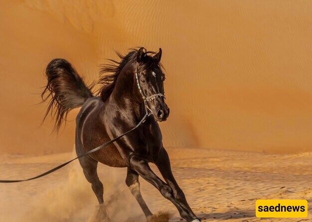 The Price of Tall Turkmen Horses in North Khorasan City