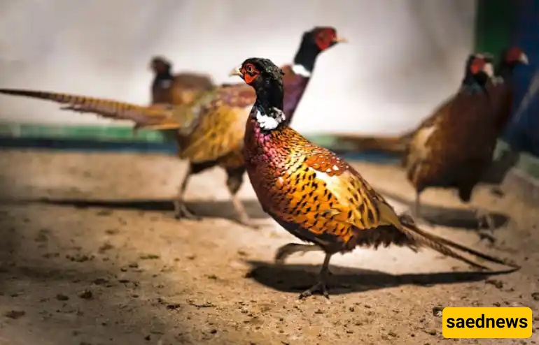  Mashhad Bird Garden