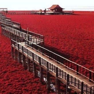 Did You Know Where in the World Red Grass Grows?