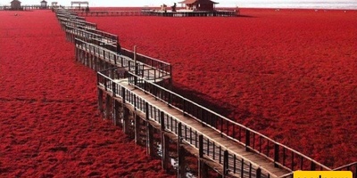 Did You Know Where in the World Red Grass Grows?