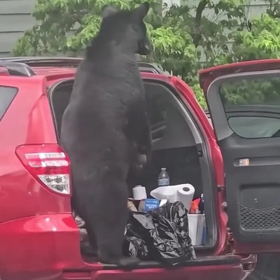 Watch: A Bear Breaks Into a Car Trunk for Food — When Hunger Leaves No Choice 😂