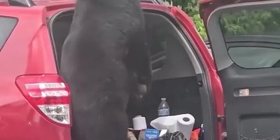 Watch: A Bear Breaks Into a Car Trunk for Food — When Hunger Leaves No Choice 😂