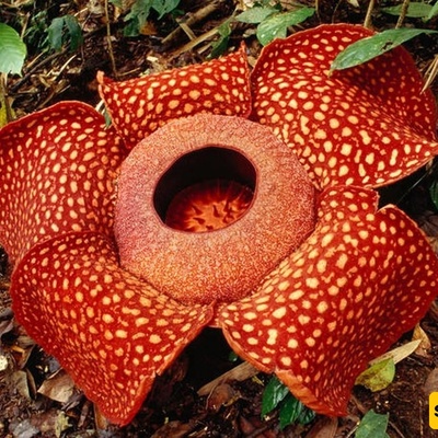 Blooming of the World’s Largest Flower