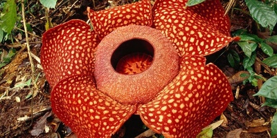 Blooming of the World’s Largest Flower