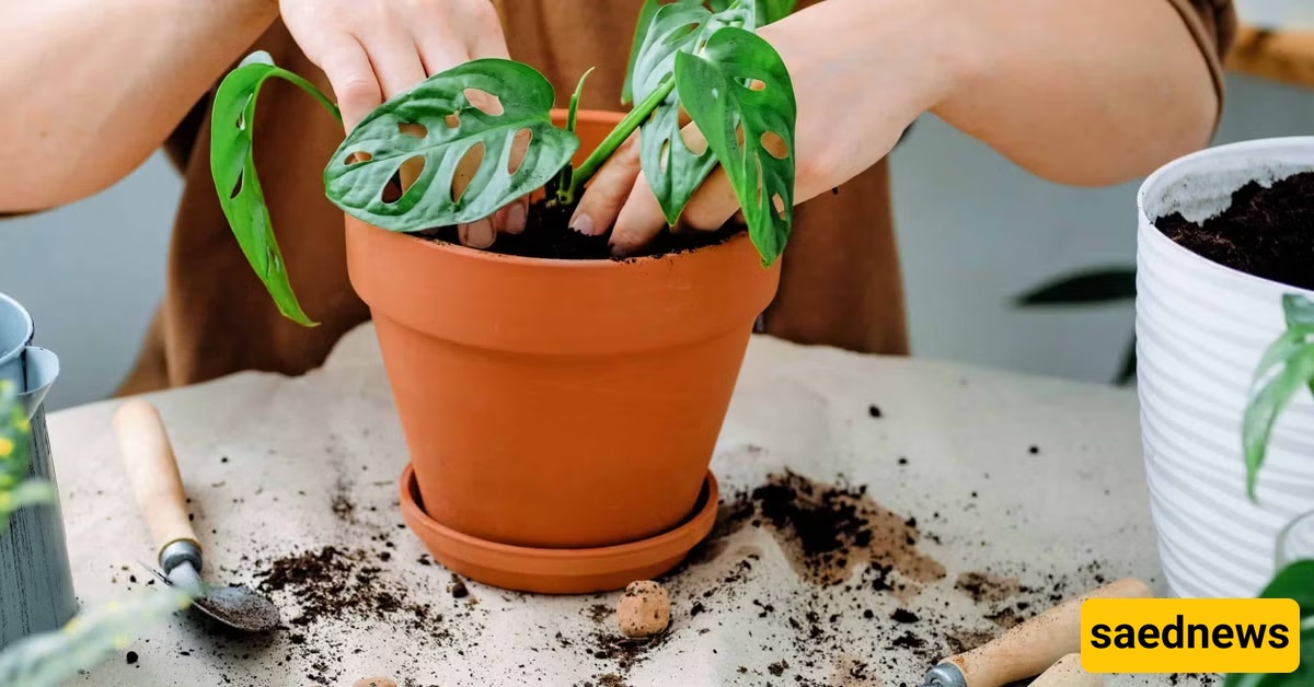 plant