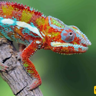 Chameleons and Their Colorful Secrets: Fun Facts Revealed