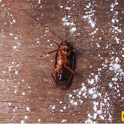 Magical Solutions for Killing Cockroaches