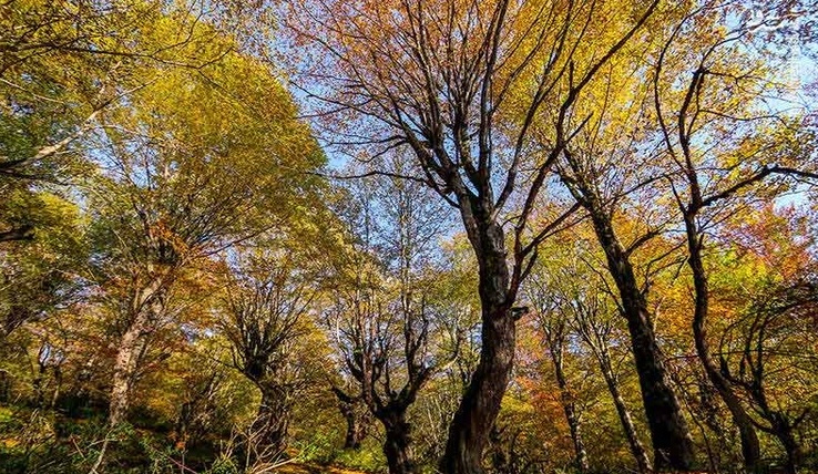 Haraz Road,