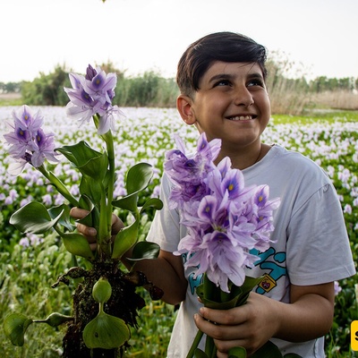 Water Hyacinth Wetland of Babol, Iran