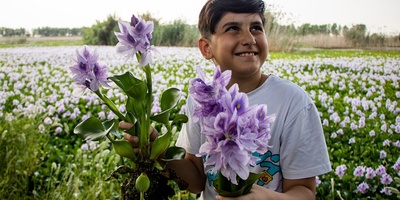 Water Hyacinth Wetland of Babol, Iran