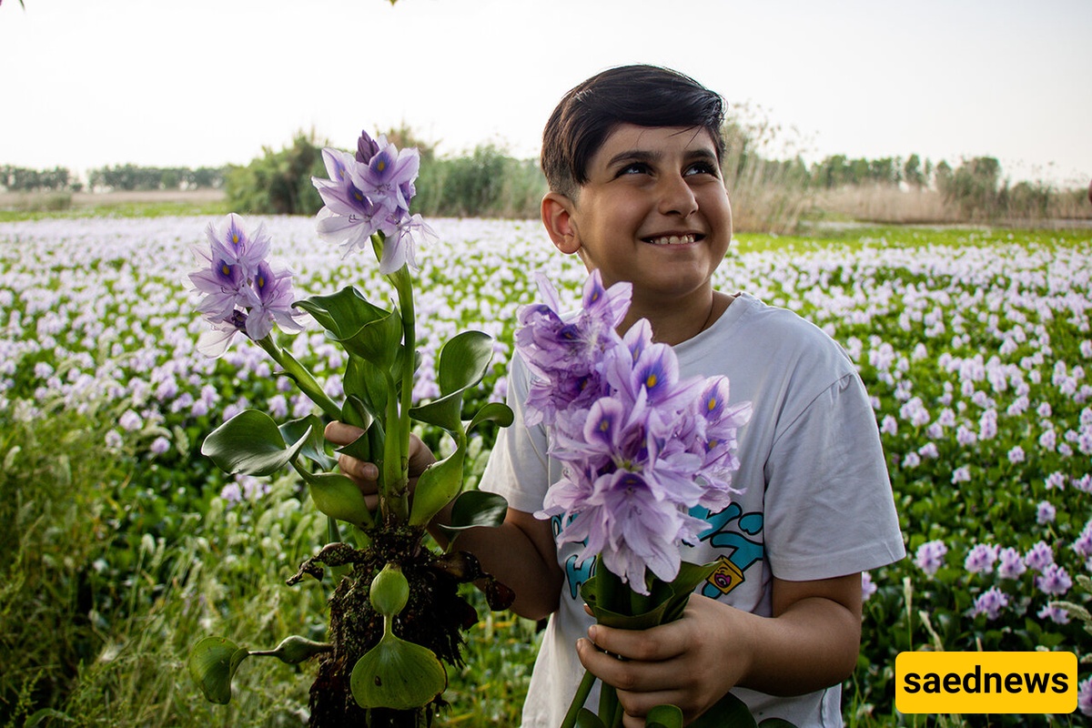 Water Hyacinth Wetland of Babol, Iran