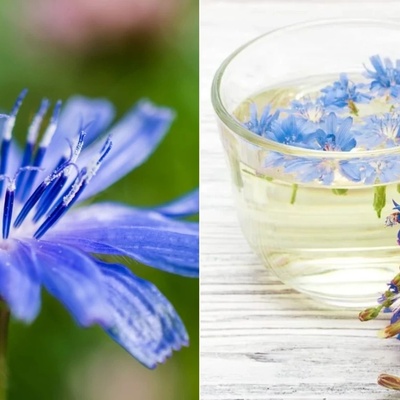 How to Make Chicory Syrup at Home: An Easy Homemade Recipe