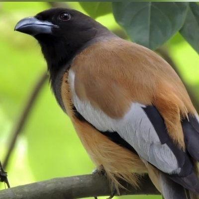 The World’s First Poisonous Bird Has Been Discovered