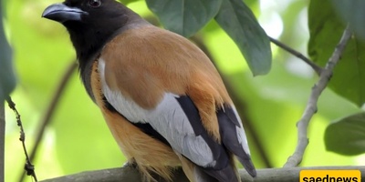 The World’s First Poisonous Bird Has Been Discovered