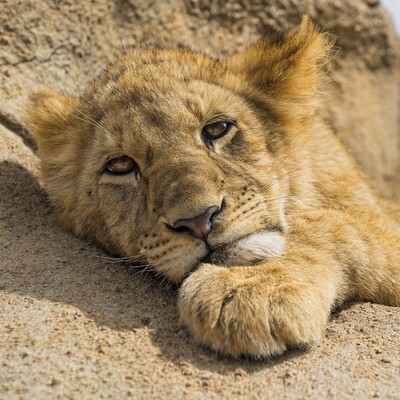 [FUNNY VIDEO] Lion Scare Gone Wrong! Hilarious Moment Leaves Everyone in Shock