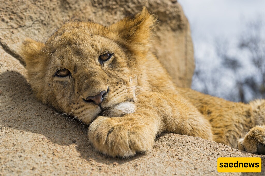 [FUNNY VIDEO] How Scaring a Lion Could Go Wrong? | The lion looks so done!