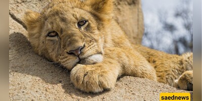 [FUNNY VIDEO] How Scaring a Lion Could Go Wrong? | The lion looks so done!