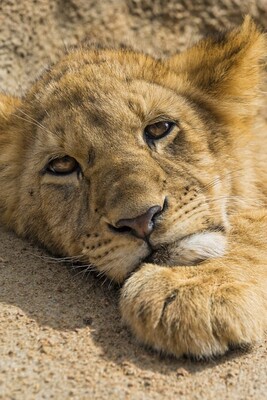 [FUNNY VIDEO] How Scaring a Lion Could Go Wrong? | The lion looks so done!