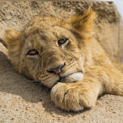 [FUNNY VIDEO] Lion Scare Gone Wrong! Hilarious Moment Leaves Everyone in Shock