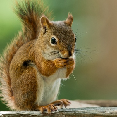 Pet Squirrels: Essential Tips for Feeding, Play, and Sleep