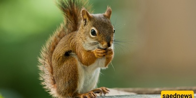 Pet Squirrels: Essential Tips for Feeding, Play, and Sleep