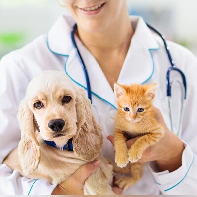 Essential Pet Care Tips and Tricks for Cats and Dogs: New Pet Owner? No Worries!