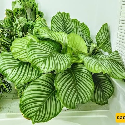 Where Should You Place Large-Leaf Houseplants?