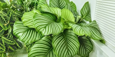 Where Should You Place Large-Leaf Houseplants?