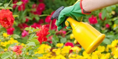 14 Best Homemade and Effective Pesticides: A Guide