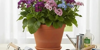Complete Guide to Growing and Caring for Cineraria Flowers
