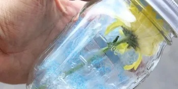 How to Dry Roses and Sunflowers: 5 Simple and Quick Methods at Home