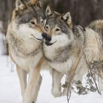 Monogamy Among Animals! Which 14 Animals Are Loyal and Monogamous?