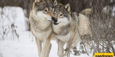 Monogamy Among Animals! Which 14 Animals Are Loyal and Monogamous?