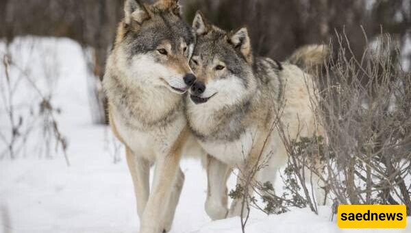 Monogamy Among Animals! Which 14 Animals Are Loyal and Monogamous?