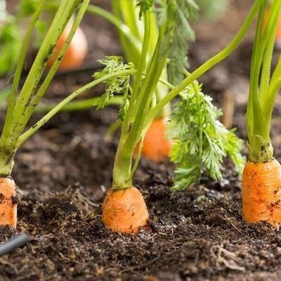 Fascinating Bronze Age Treasure Unearthed in a Carrot Field [Photos]