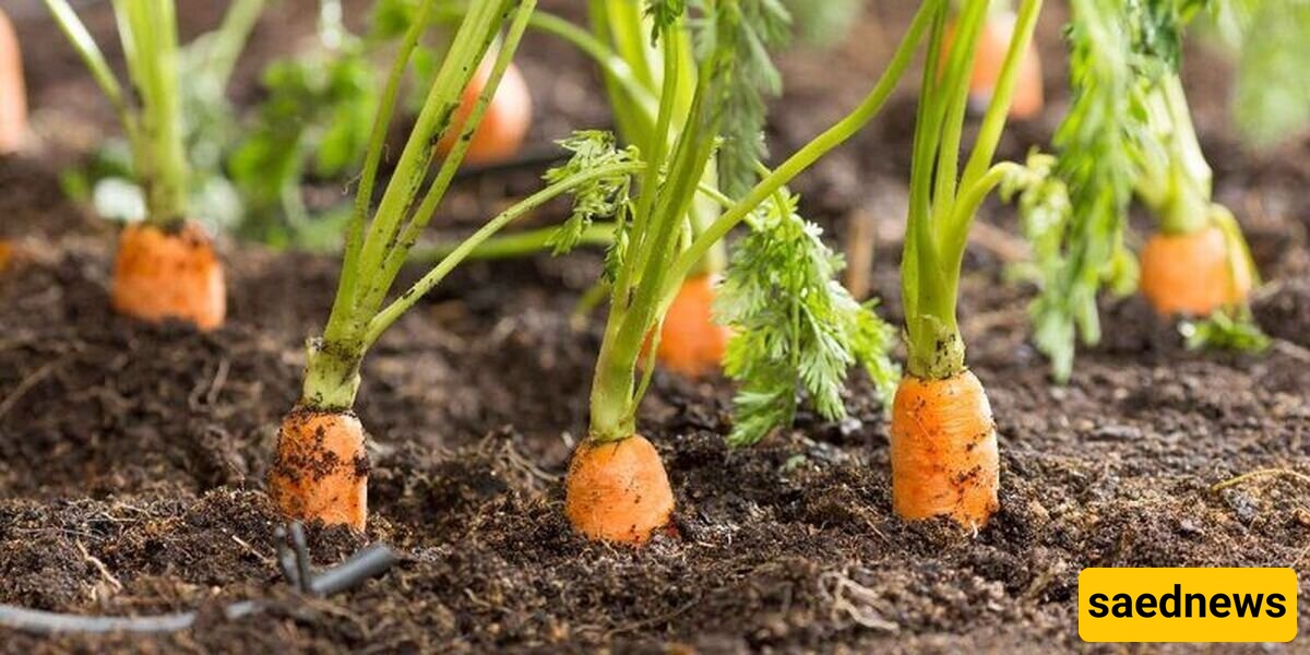 Fascinating Bronze Age Treasure Unearthed in a Carrot Field [Photos]