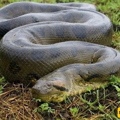 The Secret Life of a Giant Python in a Food Storage—What a Parade! + Photos