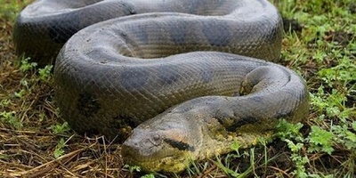 The Secret Life of a Giant Python in a Food Storage—What a Parade! + Photos