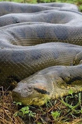 The Secret Life of a Giant Python in a Food Storage—What a Parade! + Photos