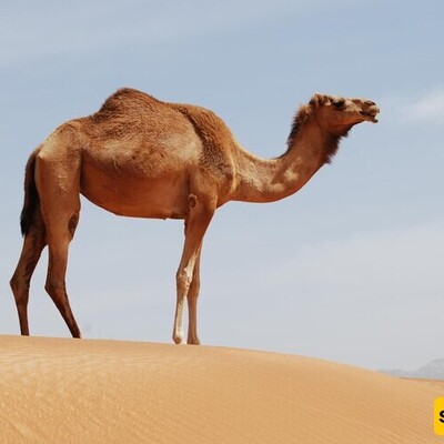 Why Camels Have Humps?