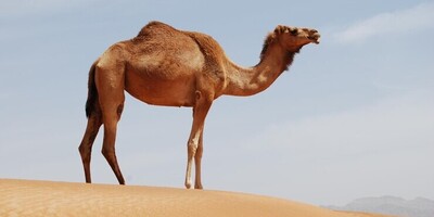 Why Camels Have Humps?