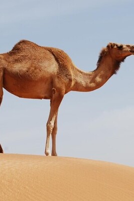 Why Camels Have Humps?