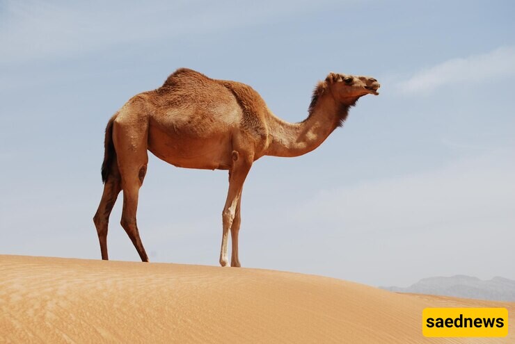 Why Camels Have Humps?